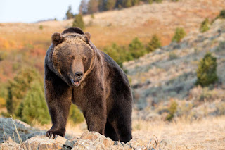 Grizzly bear vs Polar bear