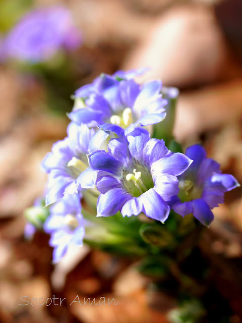 Gentiana zollingeri