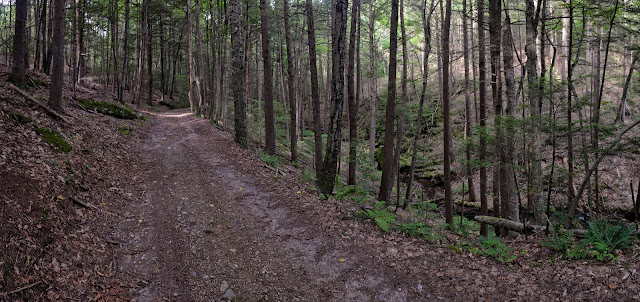 hemlock ravine along Middle Mtn. Road