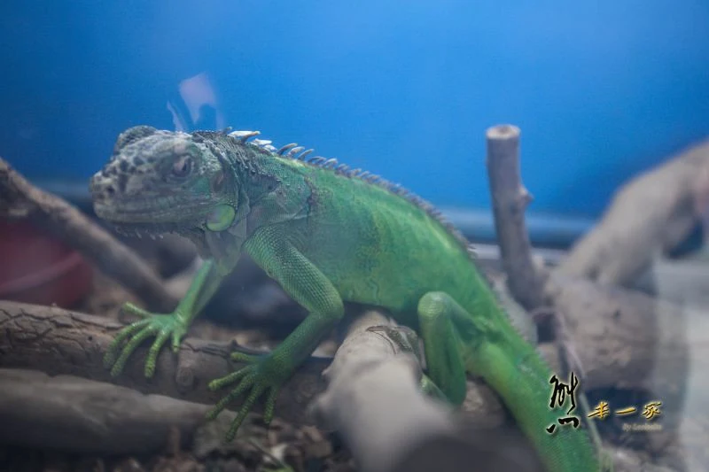 麻豆鱷魚王生態教育農場｜台南世界珍奇動物親子景點