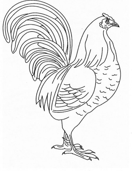 Gambar Mewarnai Ayam