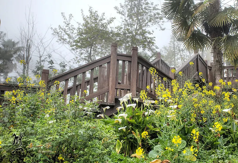 龍雲休閒農場環境｜阿里山賞櫻住宿選擇