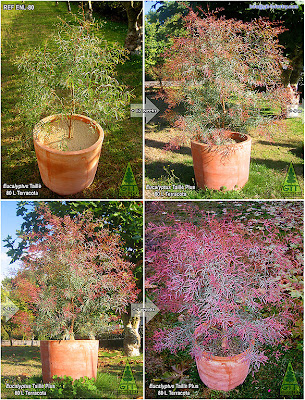 Pruned compact cold hardy ornamental Eucalyptus in big containers / Eucalipto ornamental resistente a la helada en grandes contenedores / Lavender Eucalyptus / GIT Forestry Consulting, Consultoría y Servicios de Ingeniería Agroforestal. Lugo, Galicia, Spain, España