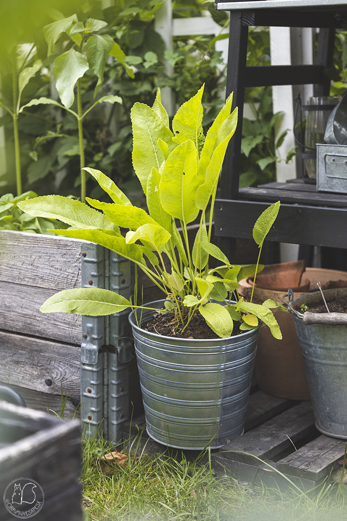 Oravankesäpesä siirtolapuutarha potager ruukkupuutarha piparjuuri