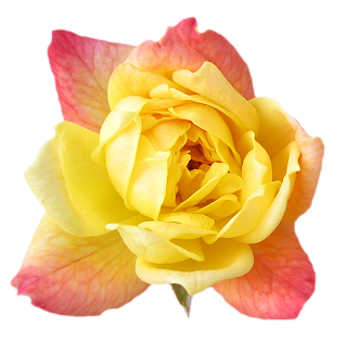 Yellow Rose Wallpaper