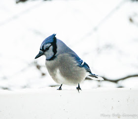 Blue Jay in the Snow photo by mbgphoto