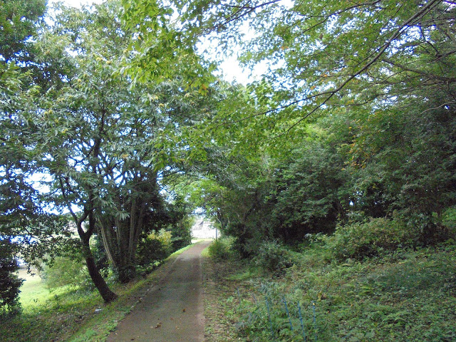 弥生のムラの広場の森の細道