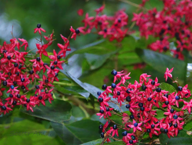 Clerodendrum trichotomum