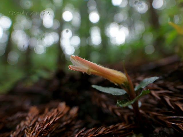 Goodyera biflora