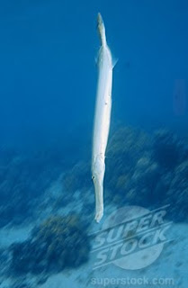 Asian Trumpet fish