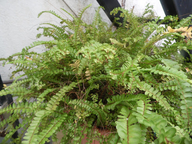 Plantas de interior que requieren poco cuidado