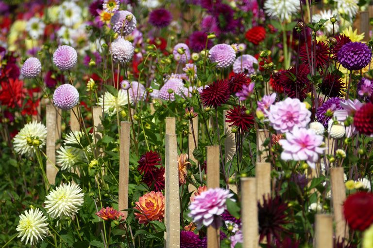 How to grow dahlias