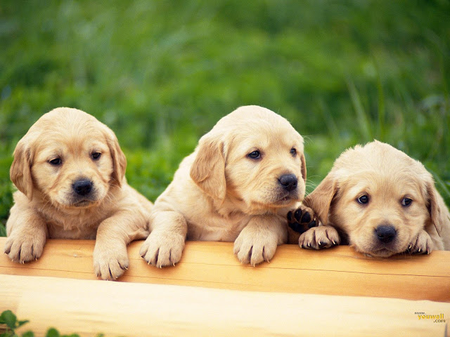 Cachorritos Hermosos Cute Puppies