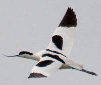 Avocet image