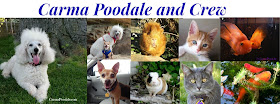 Carma Poodale and family- Photos of all the pets who appear on the blog