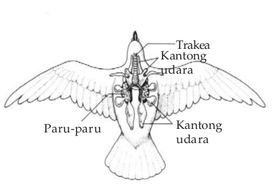  Sistem  Pernapasan  pada Burung Unggas Ilmu Sains