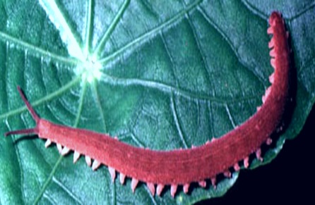 peripatus-primitive-Arthropod