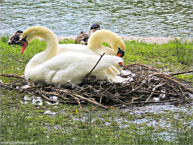 Cisnes Romeo y Julieta del Boston Public Garden