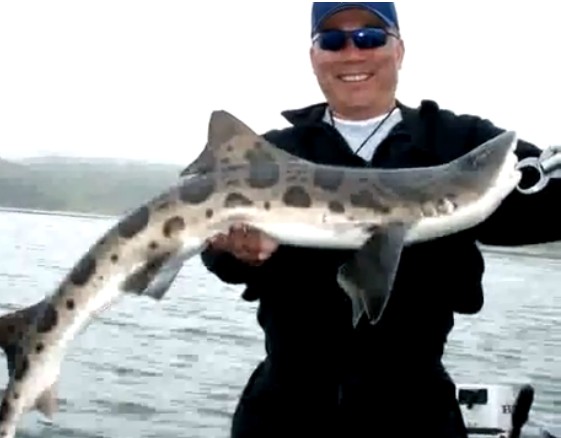 International Fishing News: USA: light tackle leopard shrk fishing