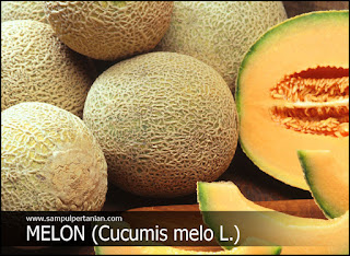 Tips cara memilih buah melon yang paling manis