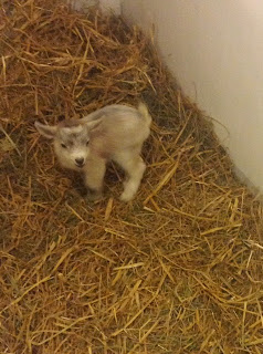 baby goat