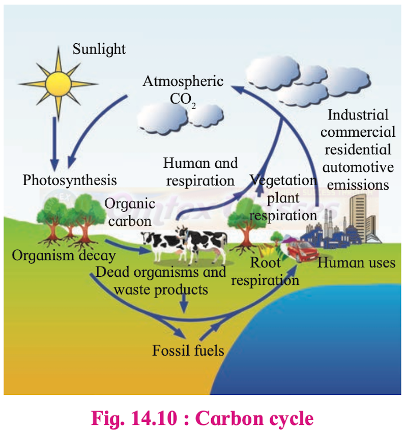 Chapter 14: Ecosystems and Energy Flow Balbharati Solutions for Biology 12th Standard HSC Maharashtra State Board