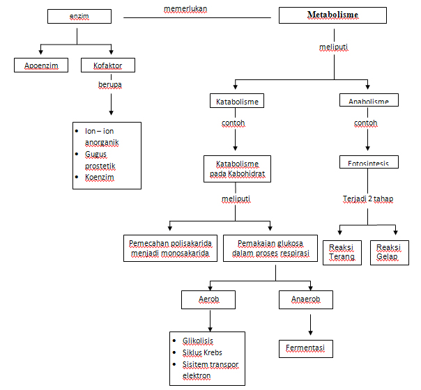 BIOLOGI MANIA: Metabolisme