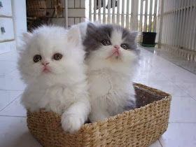 Funny cats - part 90 (40 pics + 10 gifs), two fluffy kittens inside a basket