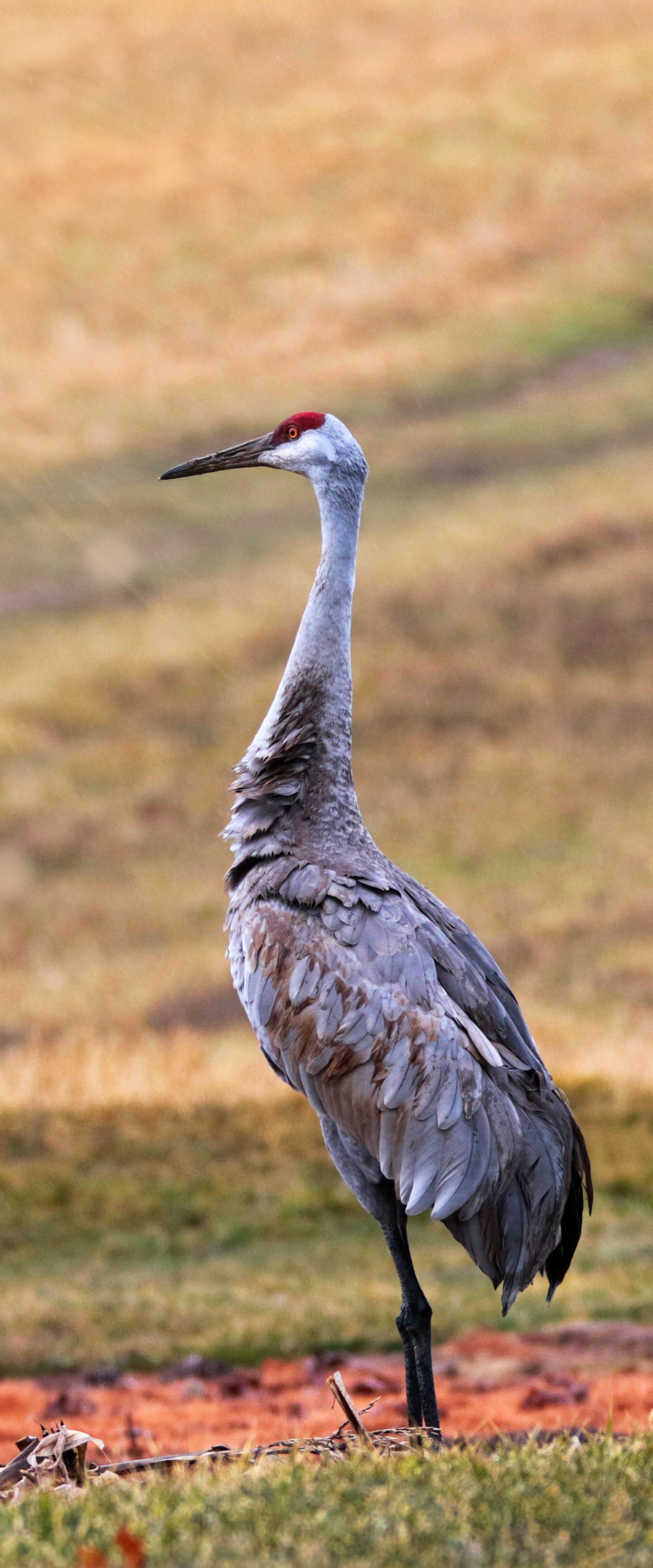 Beautiful sandhill crane.