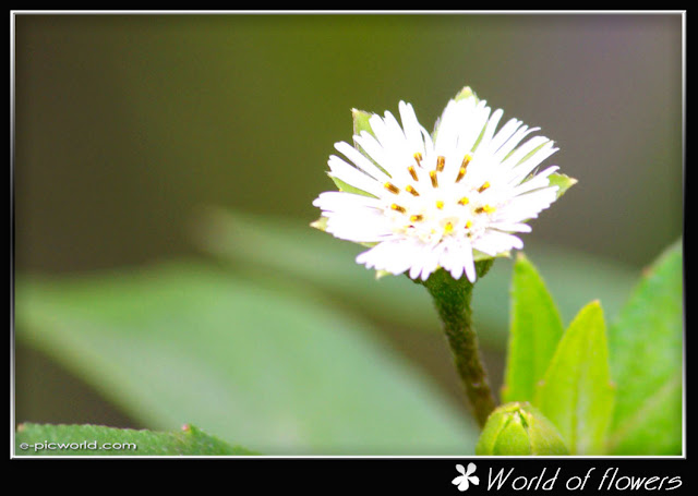 daisy flower picture