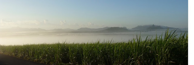 Morgendlicher Nebel über dem Zuckerrohr