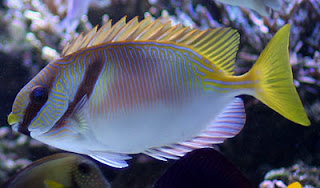 Rabbitfish