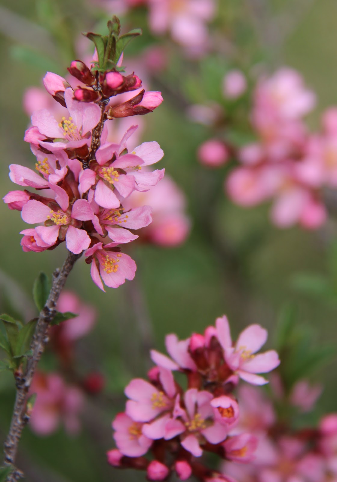 Les jardins partout: Flowering Almond Bush