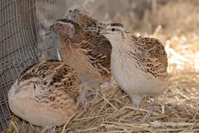puyuh jantan dan betina, male and female quail, puyuh jantan, puyuh betina, how to be find male and female quail,