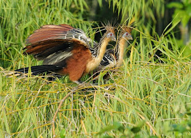 Hoazín: Opisthocomus hoazin