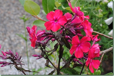 Phlox paniculata ‘Starfire’