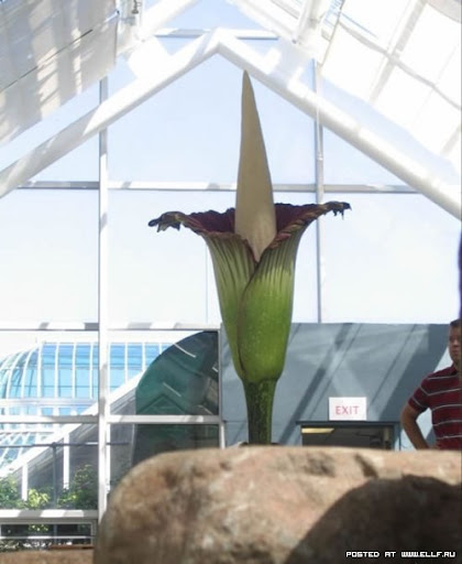 Titan arum also known corpse flower