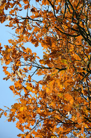 Gelbe Herbstblätter vor strahlend blauem Himmel.
