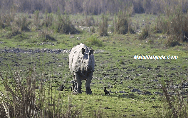 Assam-19 Interesting Facts About Assam,2019, One-Horned Rhino