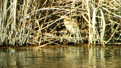 Laguna del Raso, Avetorillo, Ixobrychus minutus, grupos reducidos, sostenibilidad, turismo sostenible, bajo impacto, caminos publicos, transporte público, salida de observación, excursiones aitor, fauna Madrid, Jarama, Parque Natural del Sureste, Parque Regional en torno a los ejes de los cursos bajos de los ríos Manzanares y Jarama, conoceris, ruta guiada, aves invernantes, Jarama, Velilla de San Antonio, 24 de enero,