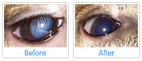 Dog Eye Cataract2