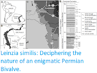 https://sciencythoughts.blogspot.com/2020/06/leinzia-similis-deciphering-nature-of.html