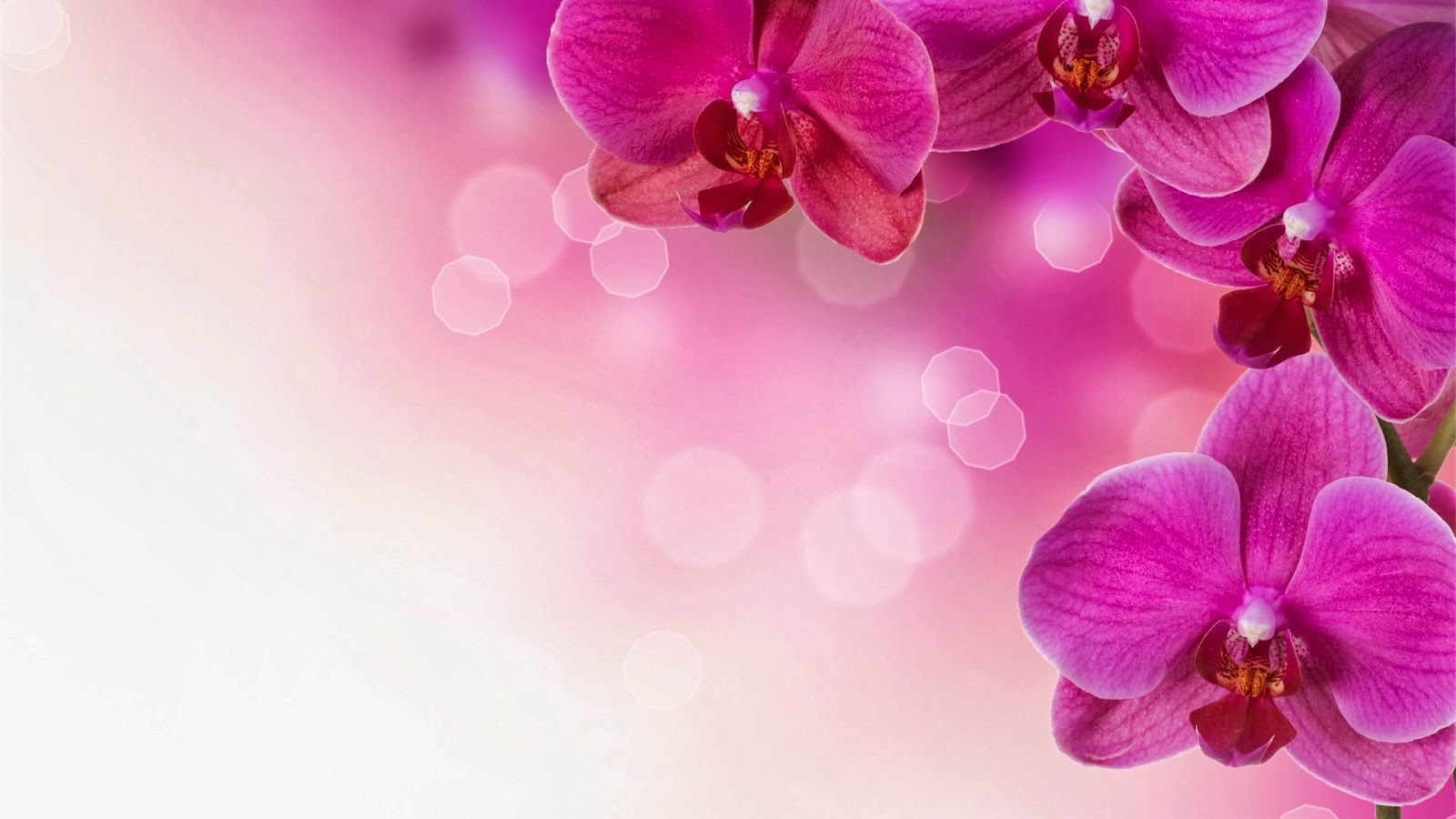 Pink Flower Desktop