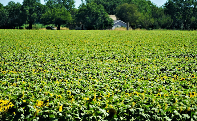 Farming with Zero Cost