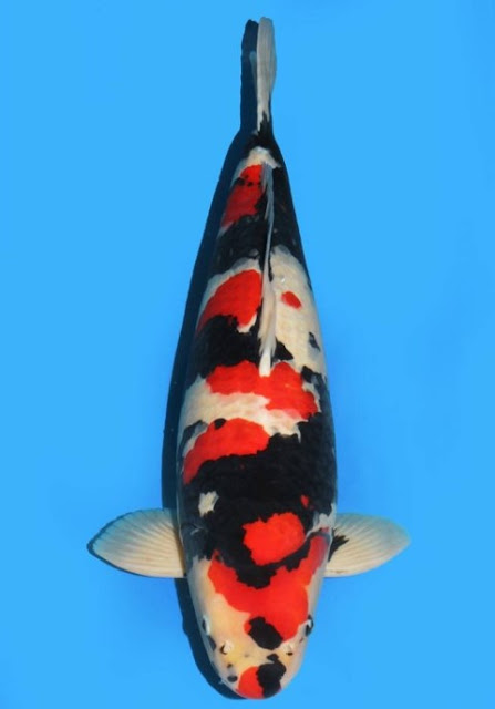 ikan koi dainichi showa