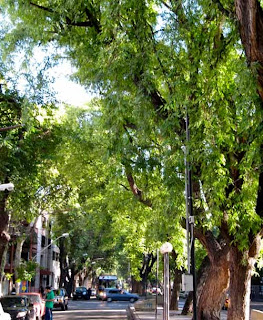 Beautiful Tree Lined Streets Mendoza Argentina