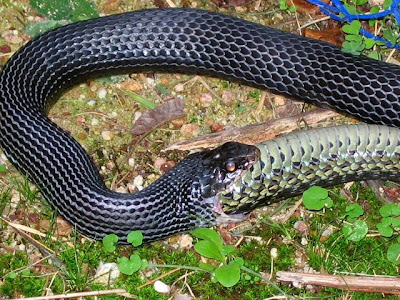 Snake Swallows a Snake Amazing Only