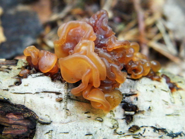 Tremella foliacea