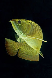 Dragon Fish Arowana Beauty