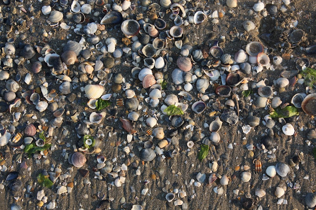 Seashells washing up on shore in Caorle, Sarah Loecker Art